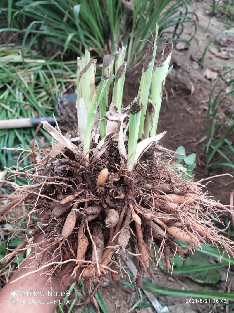 黄花菜苗金针菜苗种苗高产品种万亩基地