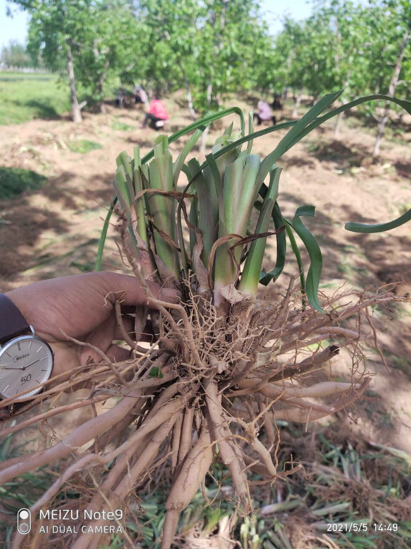 黄花菜苗金针菜苗种苗高产品种万亩基地