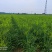 黄花菜苗金针菜苗种苗高产品种万亩基地