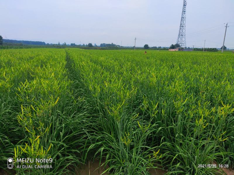 黄花菜苗金针菜苗种苗高产品种万亩基地