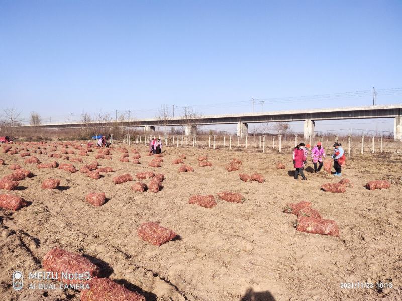 黄花菜苗金针菜苗种苗高产品种万亩基地