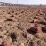 黄花菜苗金针菜苗种苗高产品种万亩基地