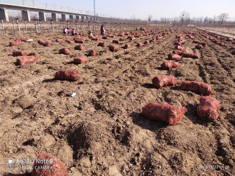 黄花菜苗金针菜苗种苗高产品种万亩基地