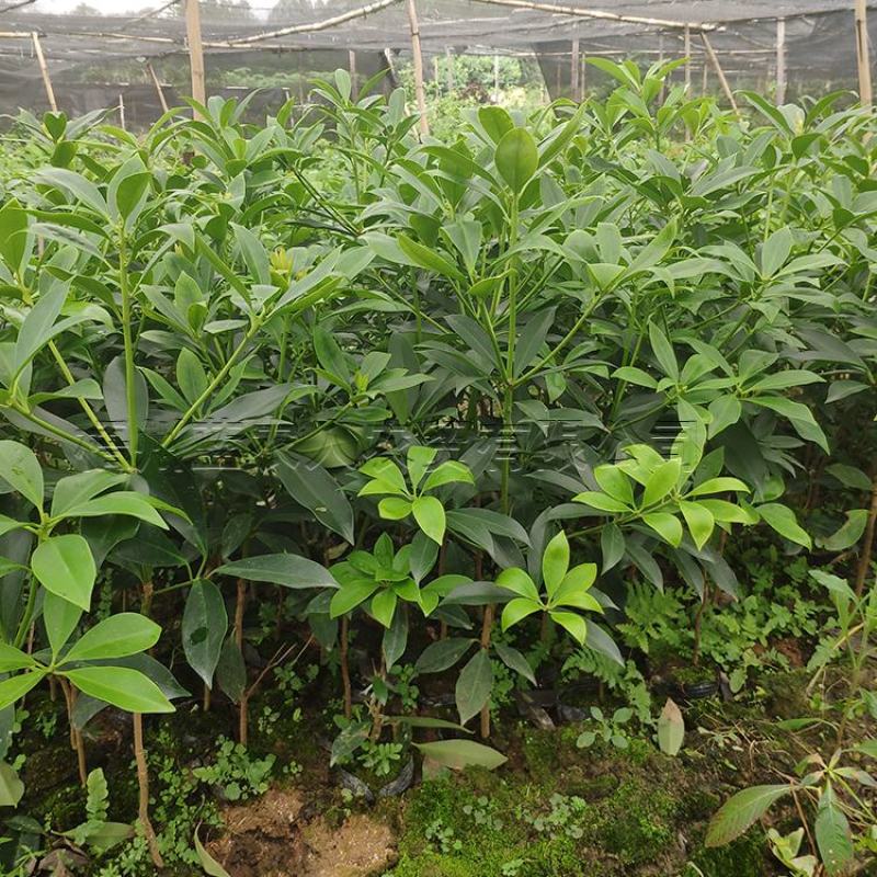 八角苗嫁接苗正宗高产三年结果基地直销量大优惠