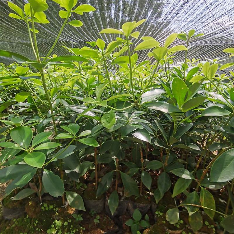八角苗嫁接苗正宗高产三年结果基地直销量大优惠