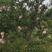 石榴苗，石榴树，五公分软子石榴树八公分石榴树