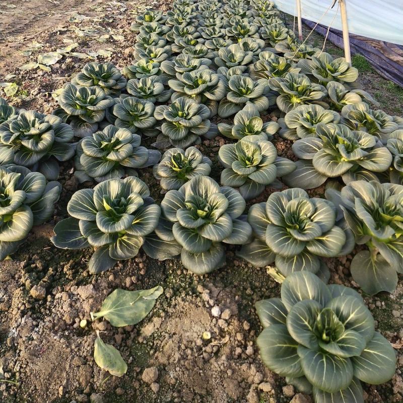 黑菜，太湖菜，苏州青，保质保价，全面上市大量供应