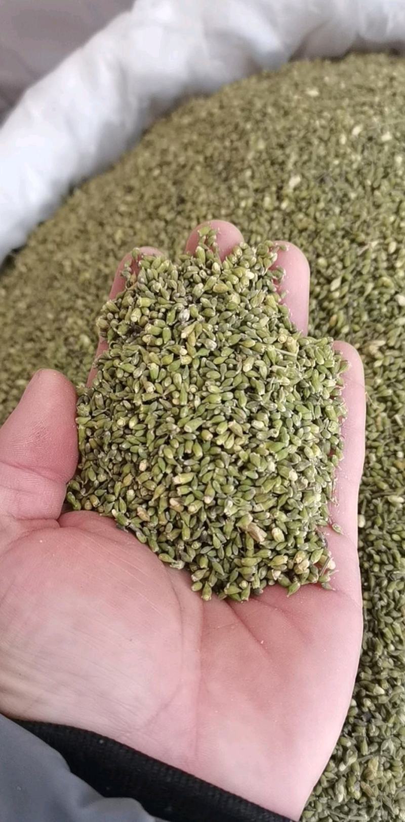 槐米槐花米新货颜色好无硫干货国槐米