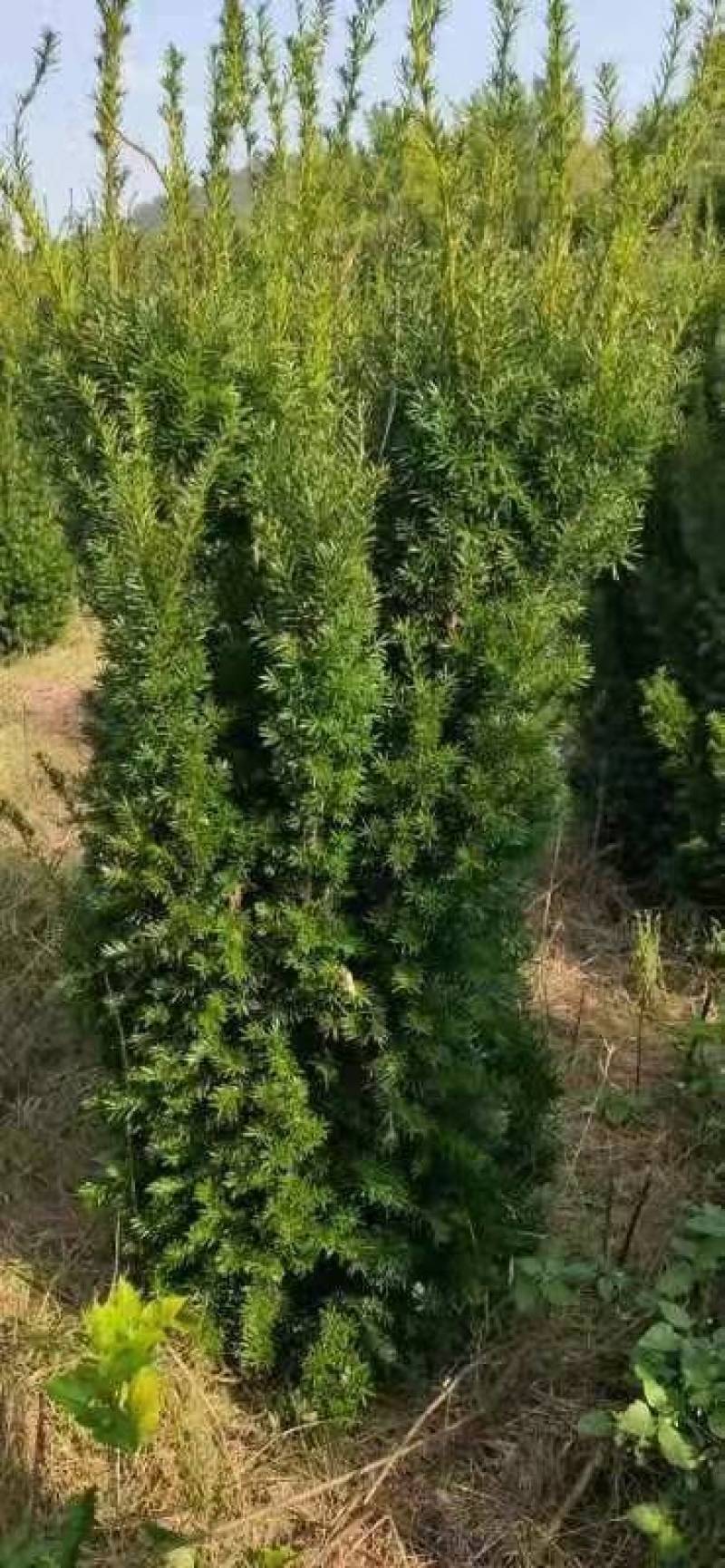 红豆杉