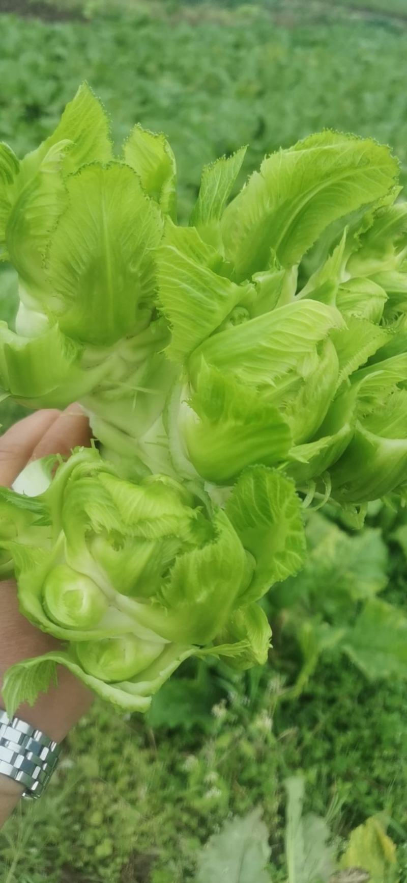 崇州精品儿菜，大心小心都有，云南货，重庆货大量上市中…
