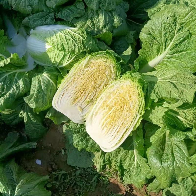 精品中颗黄心大白菜！净菜3-6斤，货源充足，大量供应。