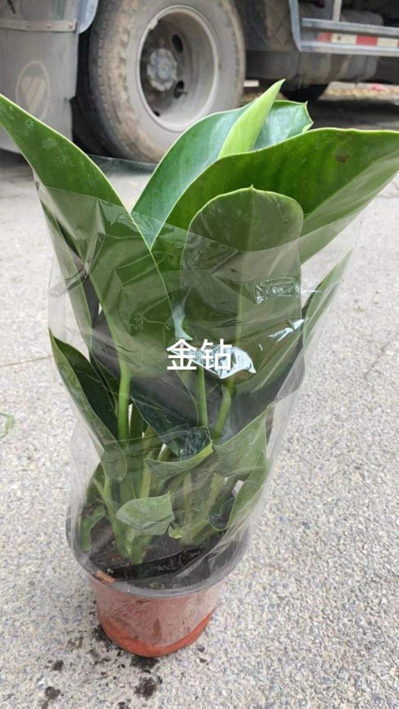 金钻，山东青州，大量有货，物美价廉，欢迎咨询选购！