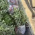 基地现大量供应金边黄杨小苗，苗子粗壮，欢迎选购