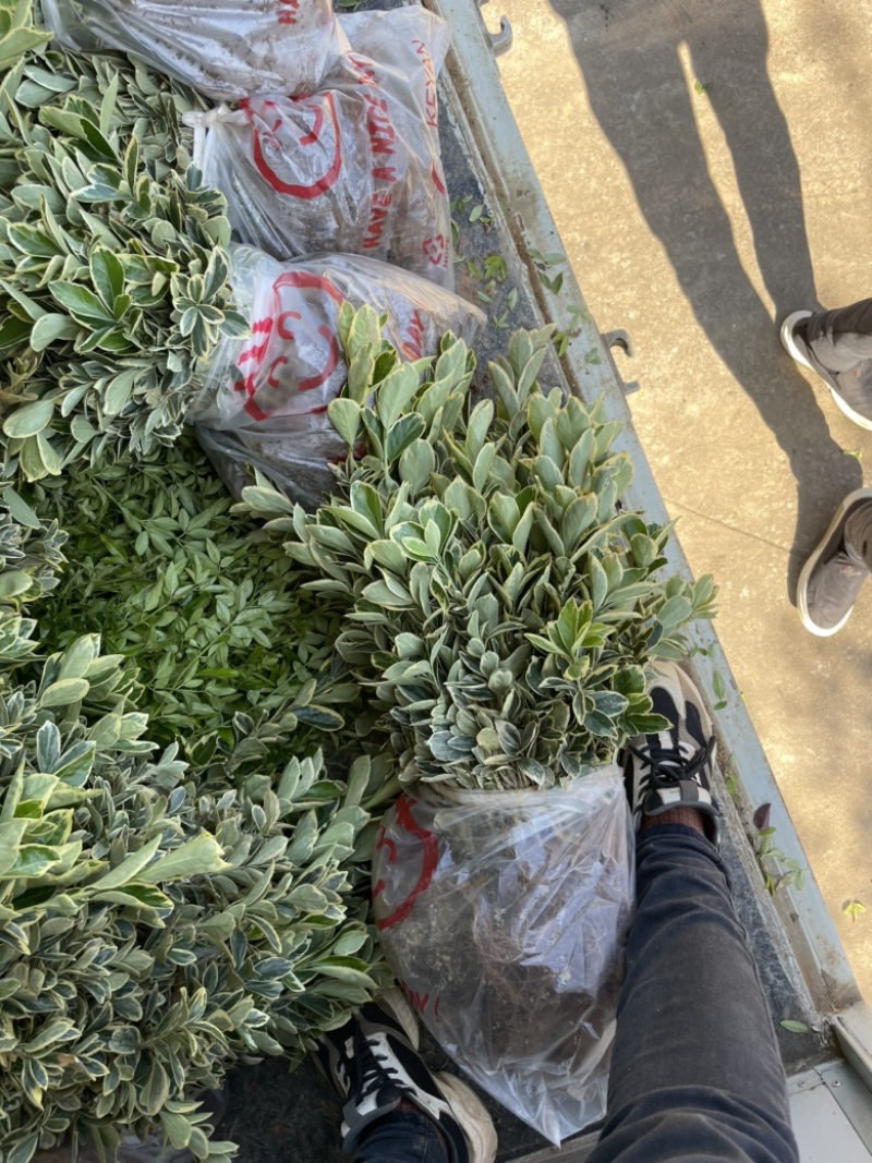 基地现大量供应金边黄杨小苗，苗子粗壮，欢迎选购