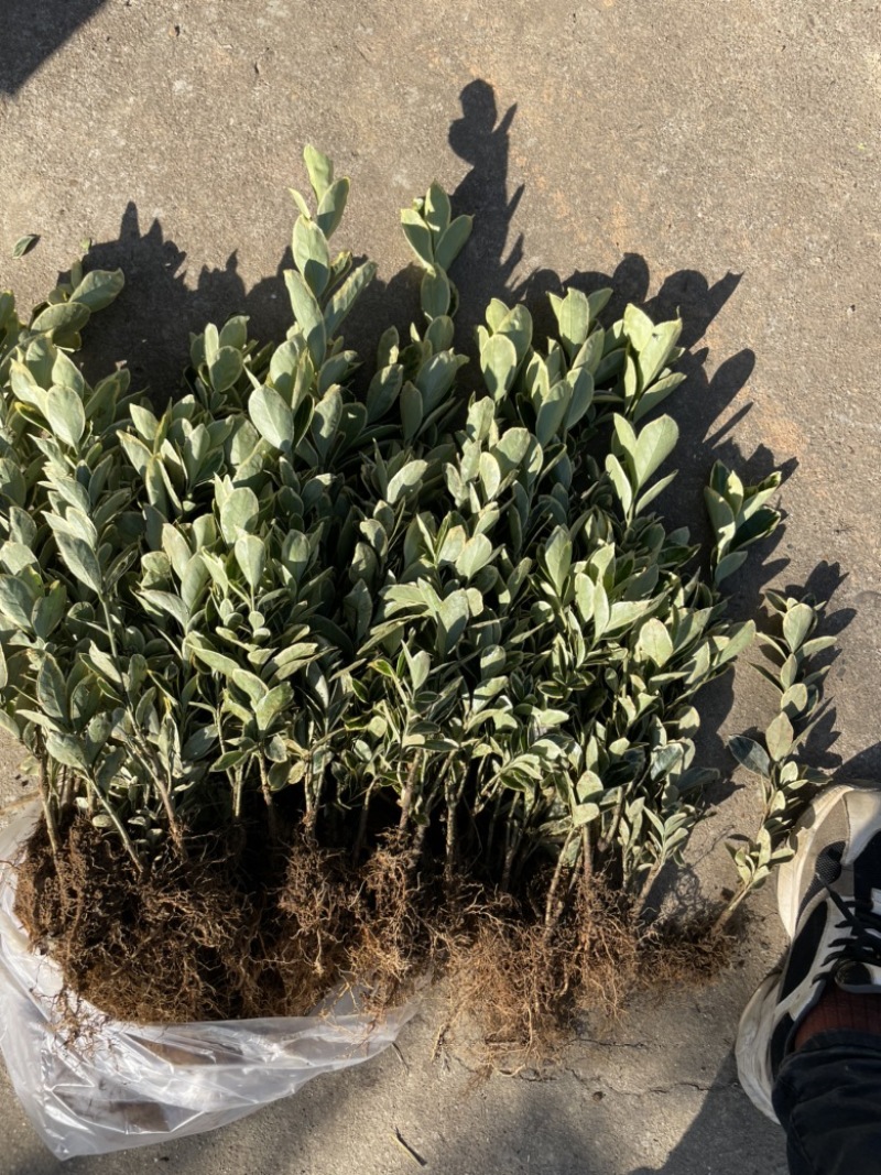 基地现大量供应金边黄杨小苗，苗子粗壮，欢迎选购