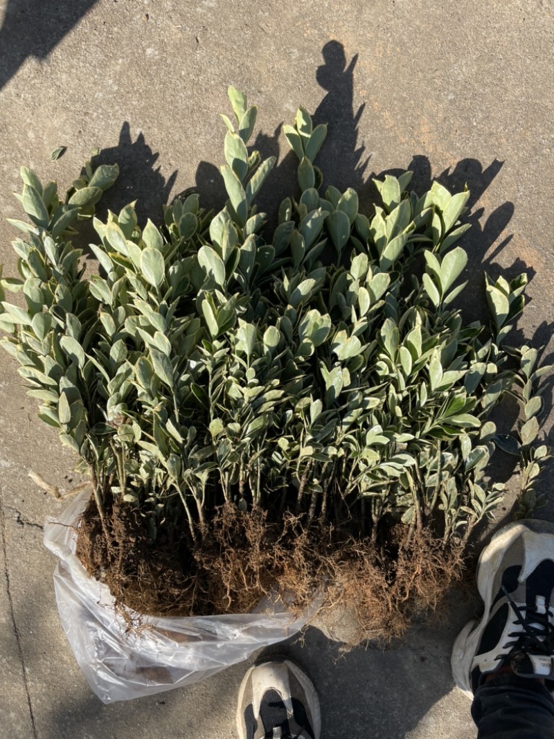 基地现大量供应金边黄杨小苗，苗子粗壮，欢迎选购