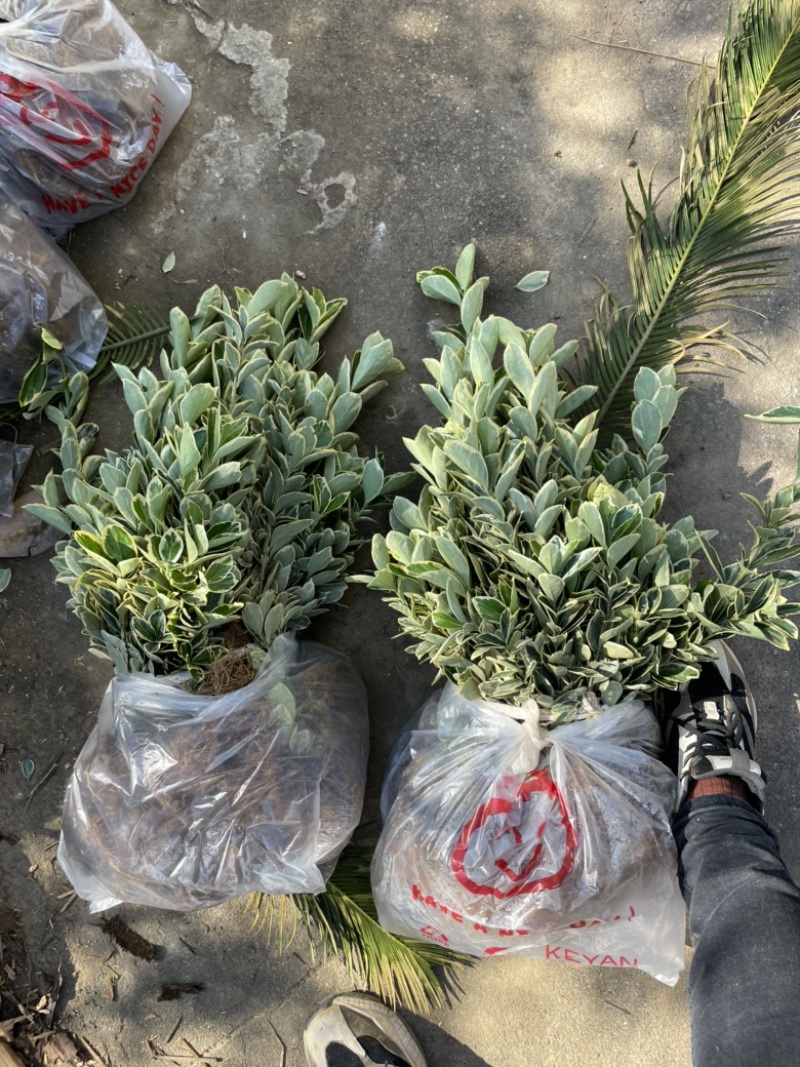 基地现大量供应金边黄杨小苗，苗子粗壮，欢迎选购