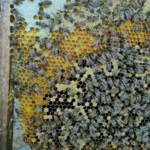 蜂蜜新现做土蜂蜜乡下蜂蜜百花蜂蜜龙眼蜂蜜荔枝蜂蜜