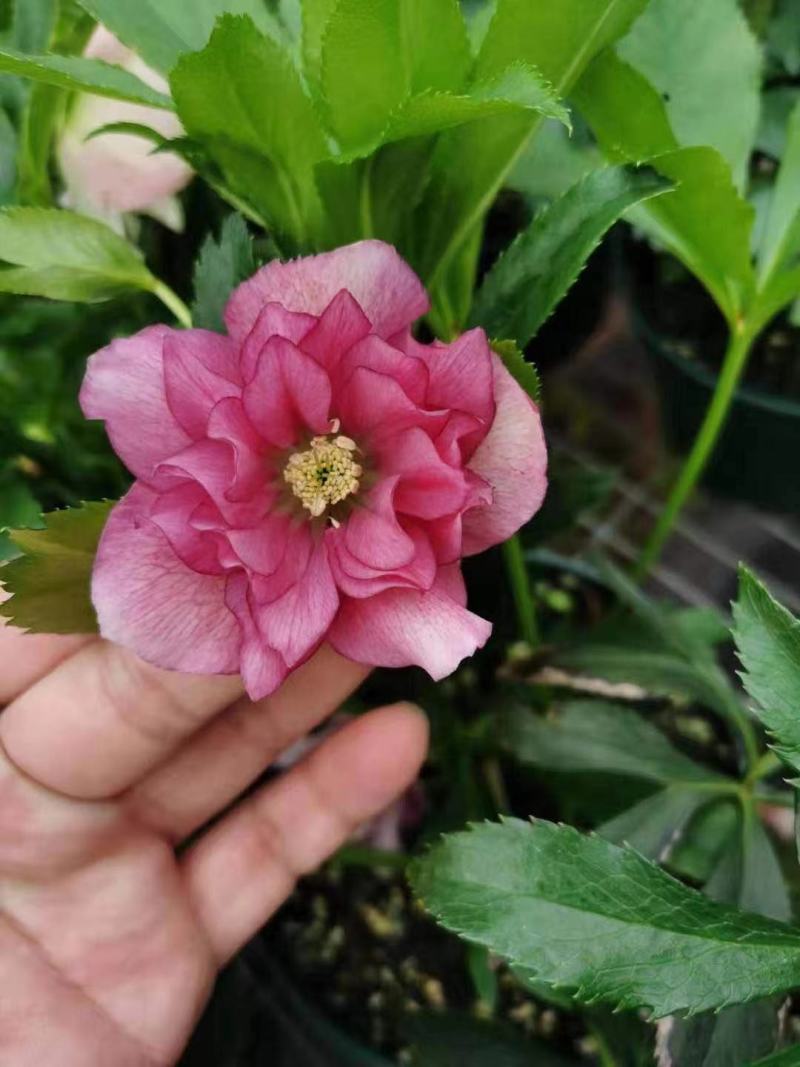 铁筷子圣诞玫瑰