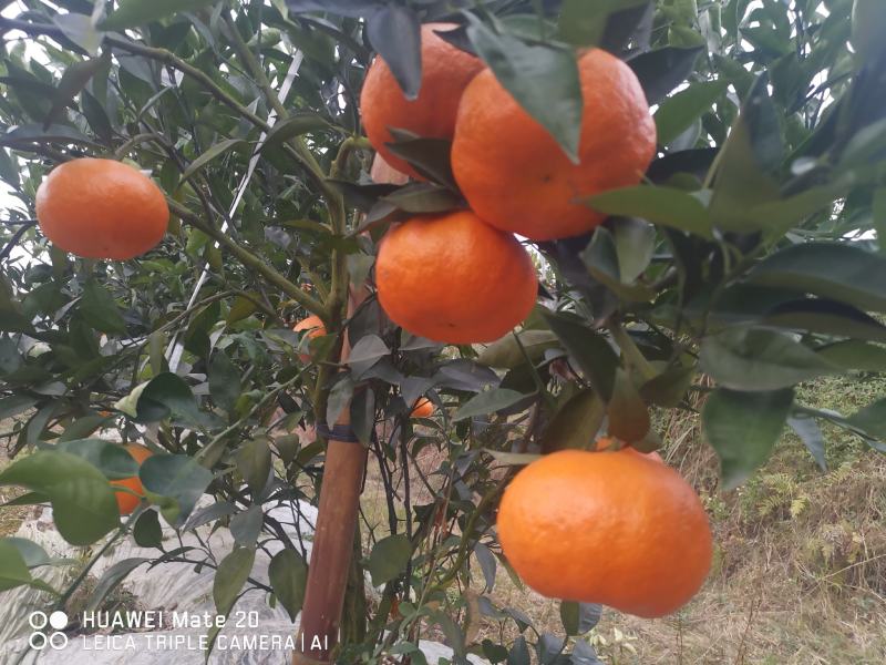 明日见大量上市对接全国批发电商一件代发商超