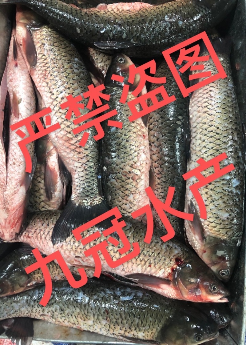 常年淡水鱼供应水产加工品
