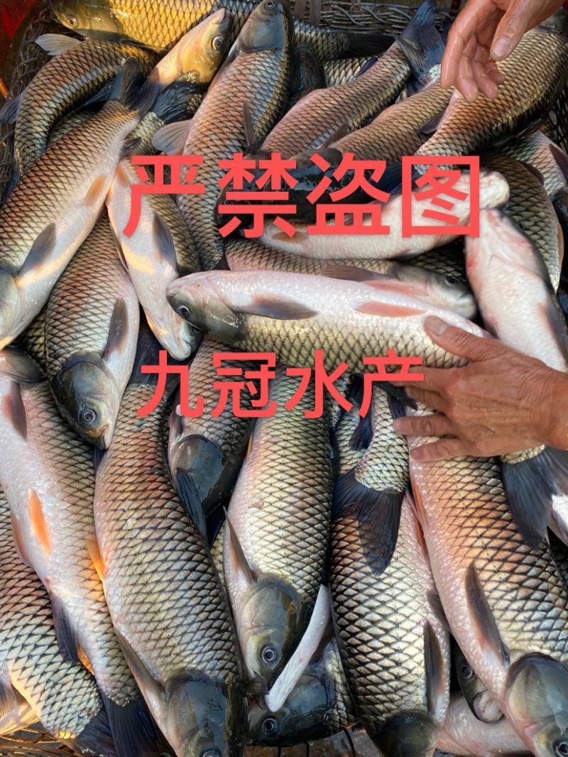 常年淡水鱼供应水产加工品