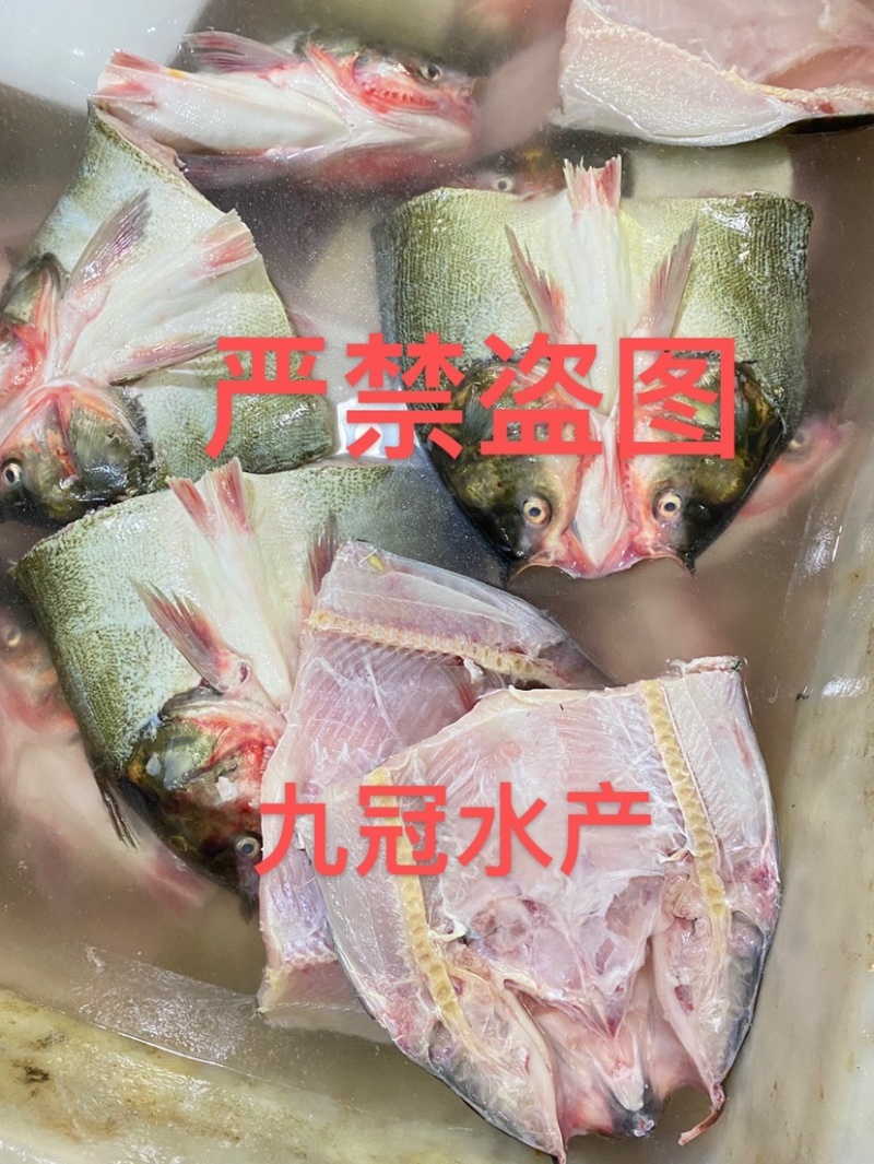 常年淡水鱼供应水产加工品