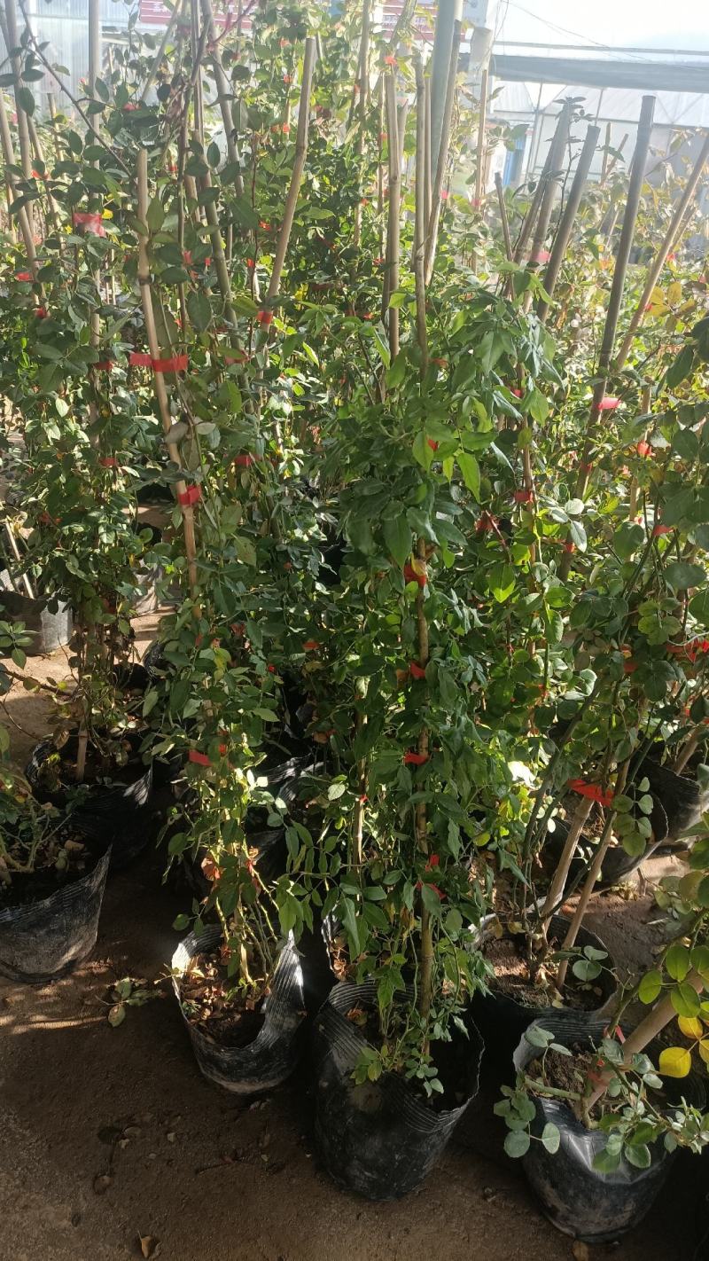 欧月爬藤月季品种多规格齐大花重瓣月季爬藤攀援植物花墙
