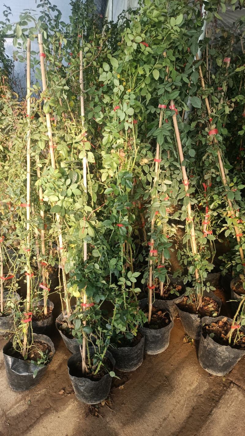 欧月爬藤月季品种多规格齐大花重瓣月季爬藤攀援植物花墙