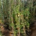 欧月爬藤月季品种多规格齐大花重瓣月季爬藤攀援植物花墙