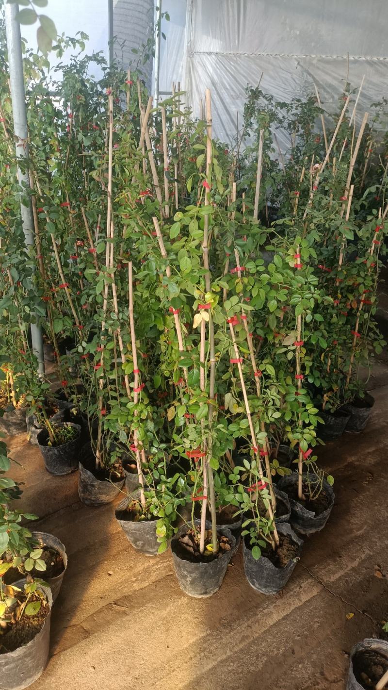 欧月爬藤月季品种多规格齐大花重瓣月季爬藤攀援植物花墙
