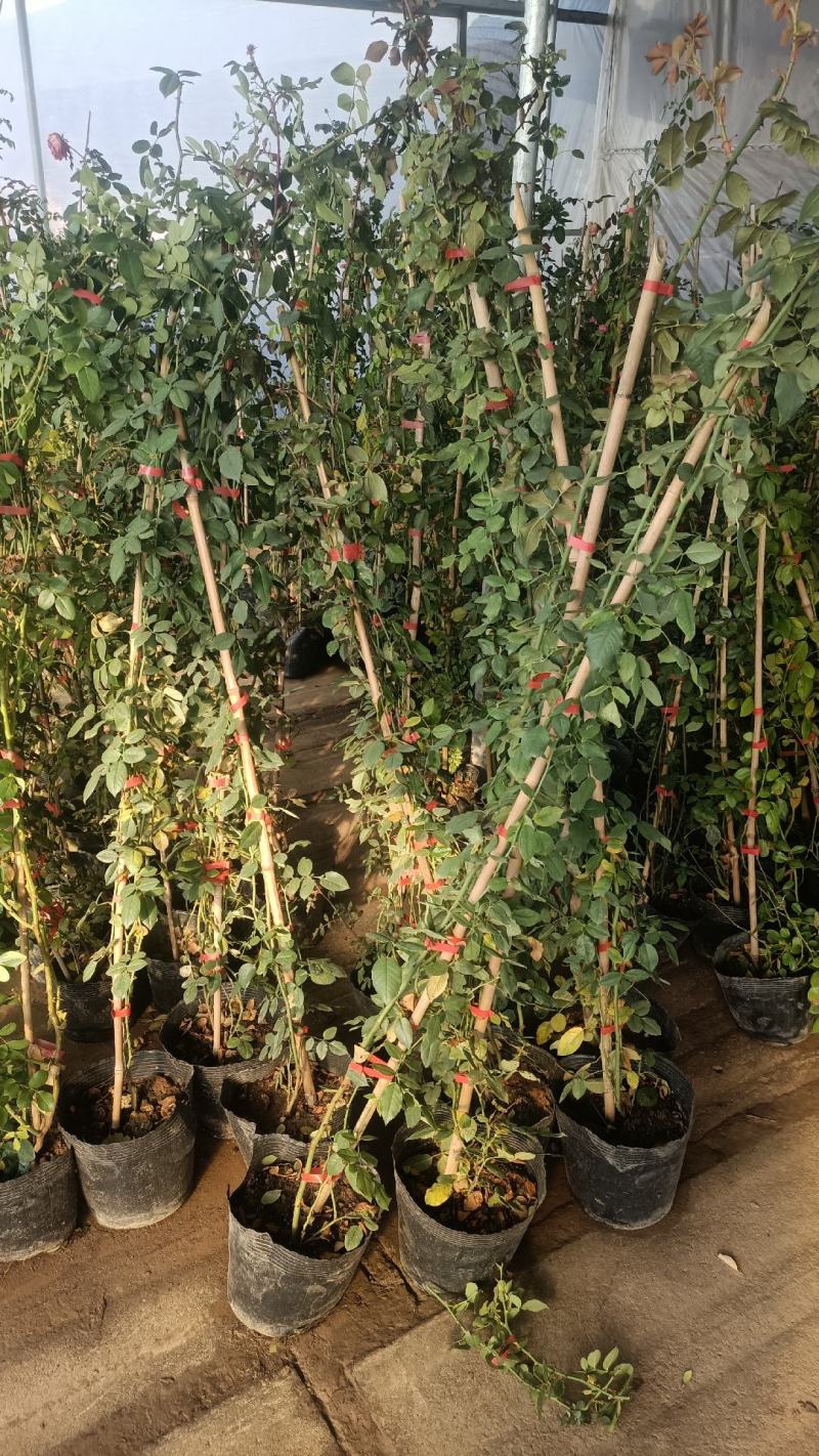 欧月爬藤月季品种多规格齐大花重瓣月季爬藤攀援植物花墙