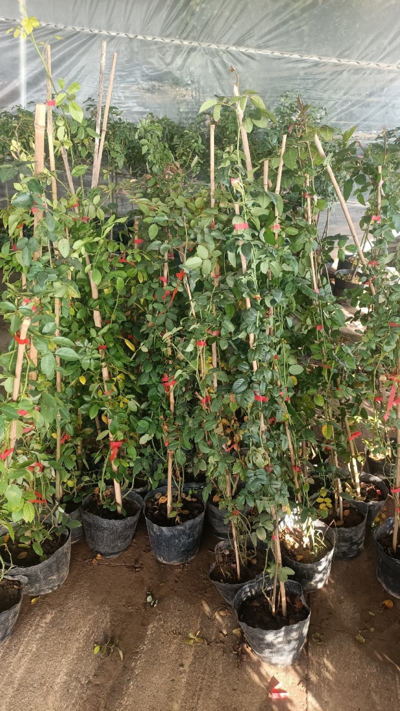 欧月爬藤月季品种多规格齐大花重瓣月季爬藤攀援植物花墙