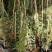 欧月爬藤月季品种多规格齐大花重瓣月季爬藤攀援植物花墙