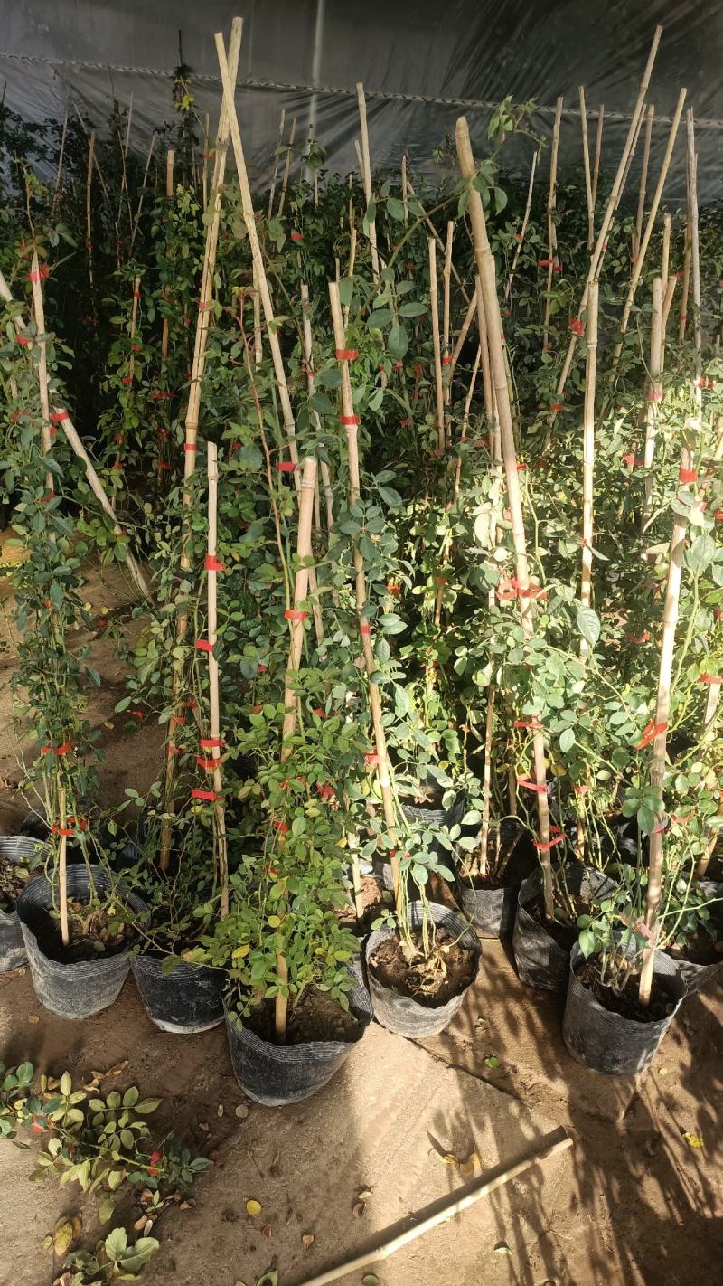 欧月爬藤月季品种多规格齐大花重瓣月季爬藤攀援植物花墙