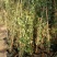 欧月爬藤月季品种多规格齐大花重瓣月季爬藤攀援植物花墙