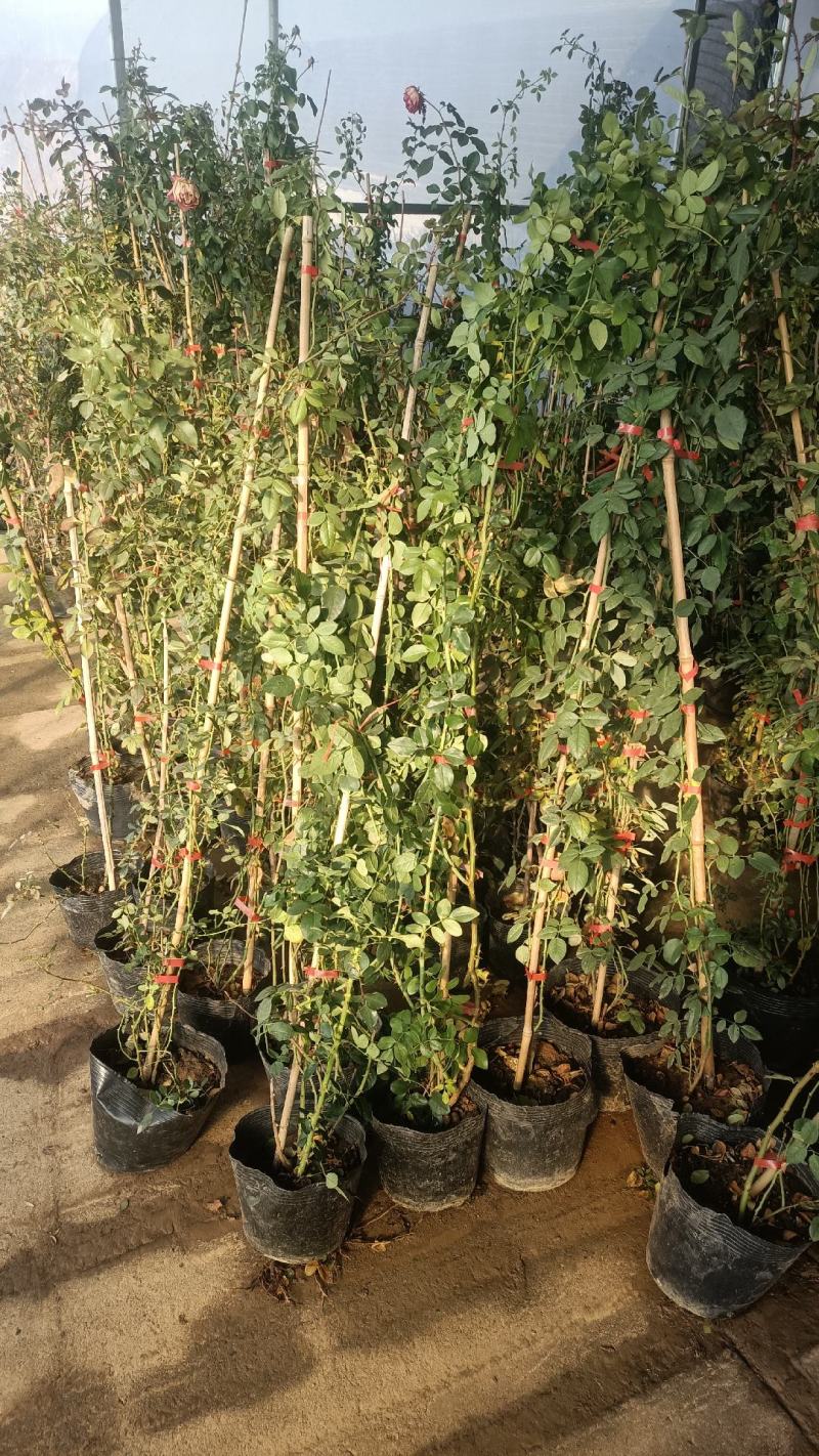 欧月爬藤月季品种多规格齐大花重瓣月季爬藤攀援植物花墙