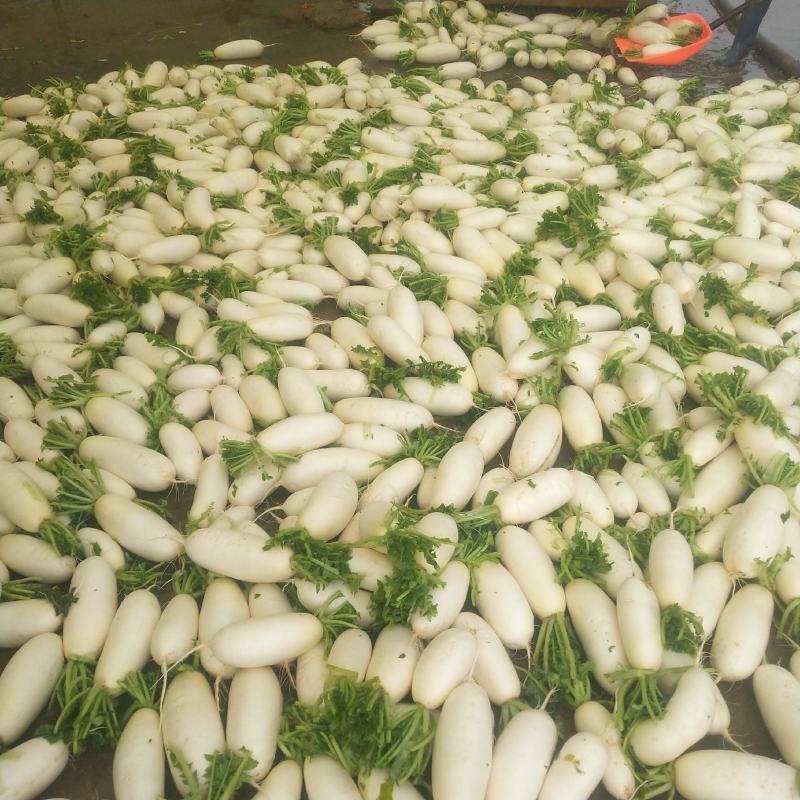 需要的请与我联系