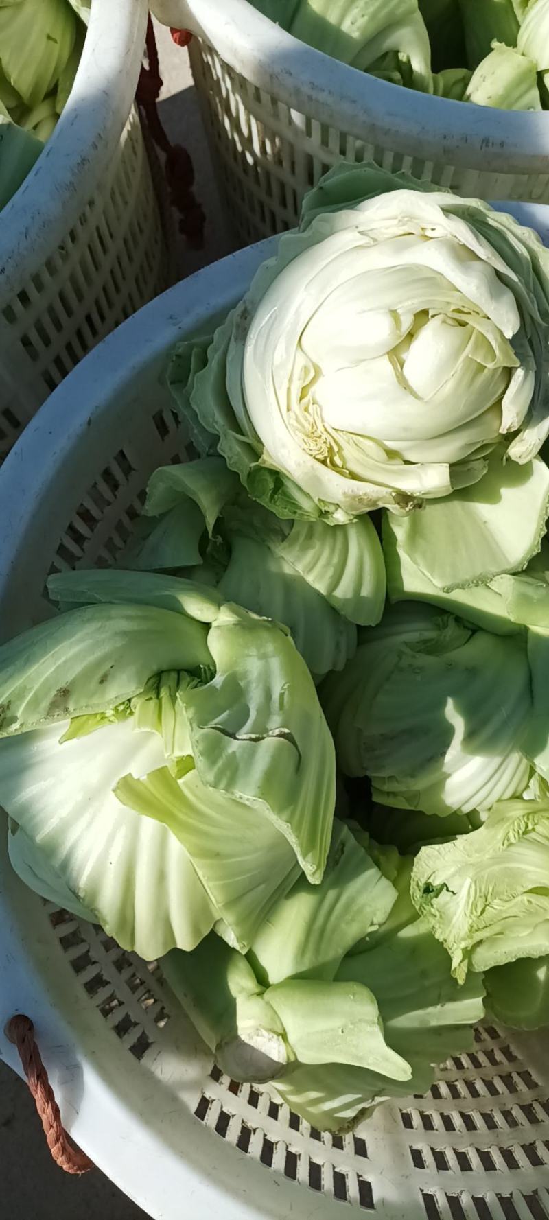 饶平包心芥菜芥菜球基地种植大量供应