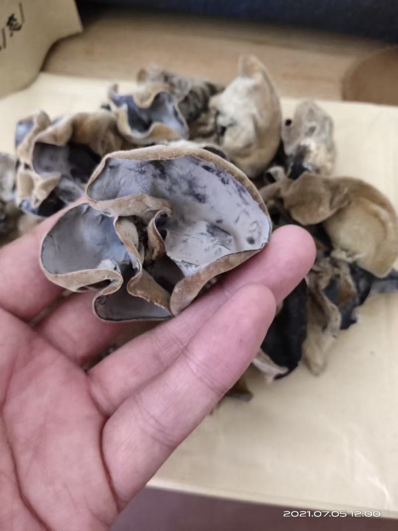 白背木耳，大瑶山椴木木耳，一手货源，品质保证