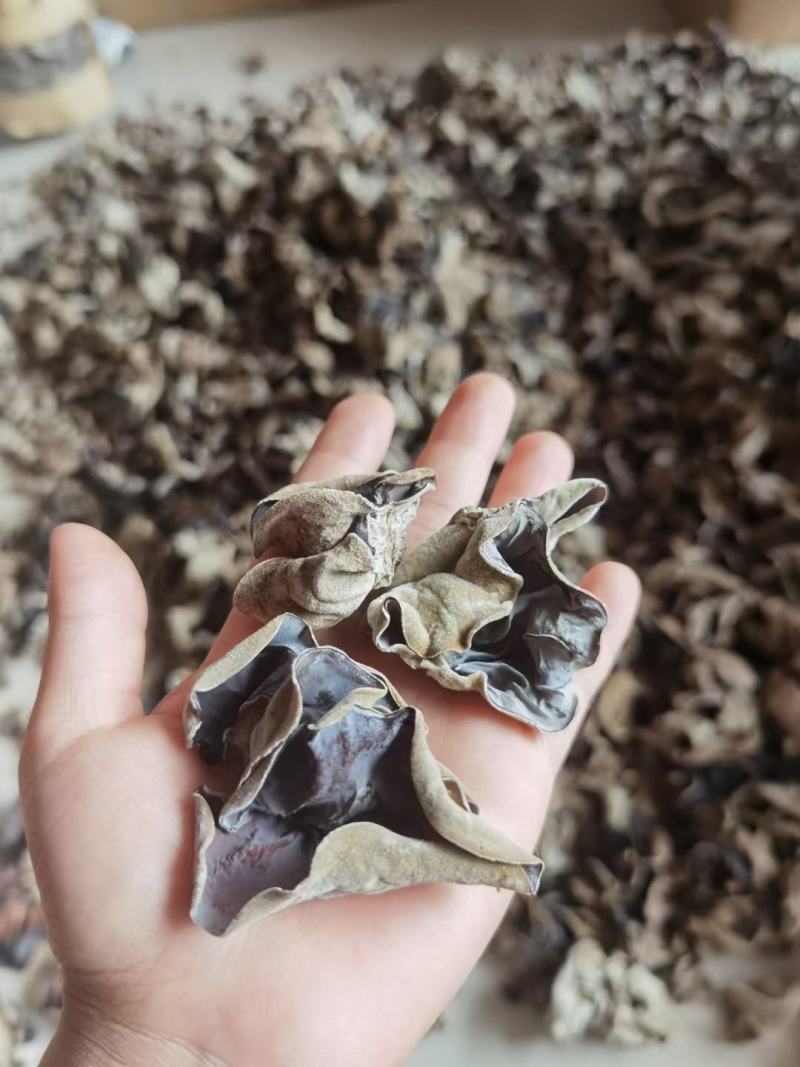 白背木耳，大瑶山椴木木耳，一手货源，品质保证