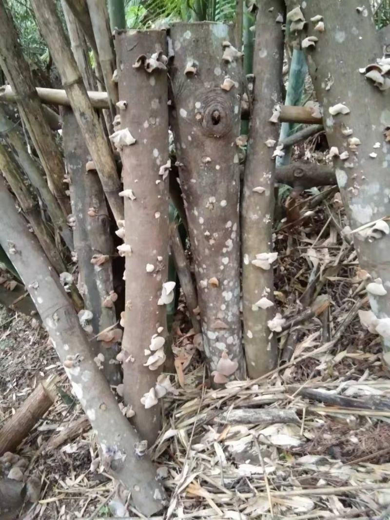 白背木耳，大瑶山椴木木耳，一手货源，品质保证