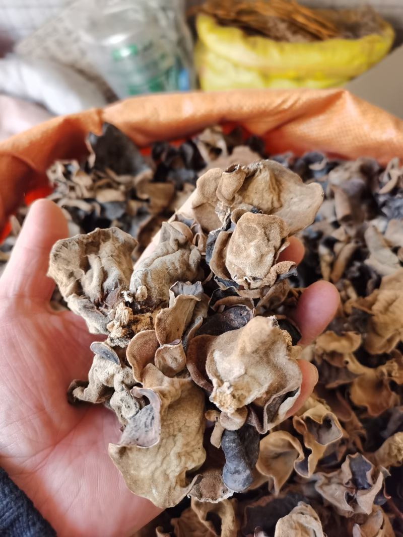 白背木耳，大瑶山椴木木耳，一手货源，品质保证