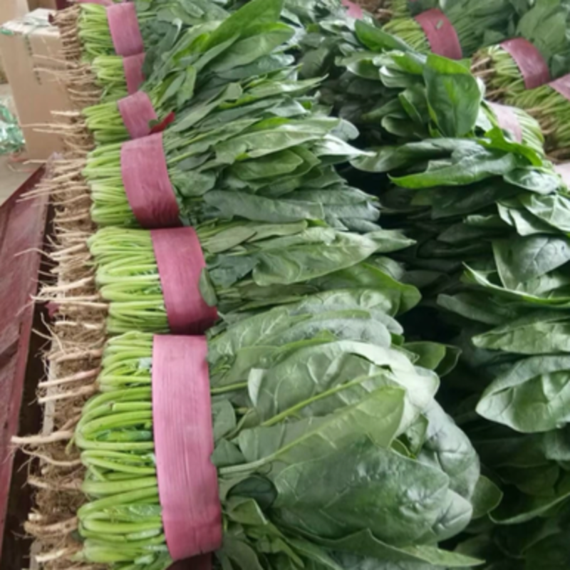 精品本地大叶、小叶菠菜，25-30cm，大量现货供应！