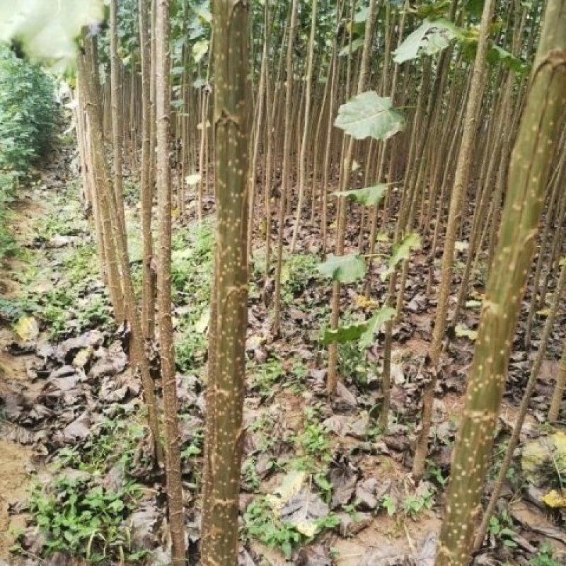 杨树苗，速生杨，南林3412，3804，巨霸杨，渤丰一号