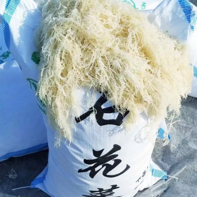龙须菜，中细条，供货稳定厂家直销质量稳定长期合作