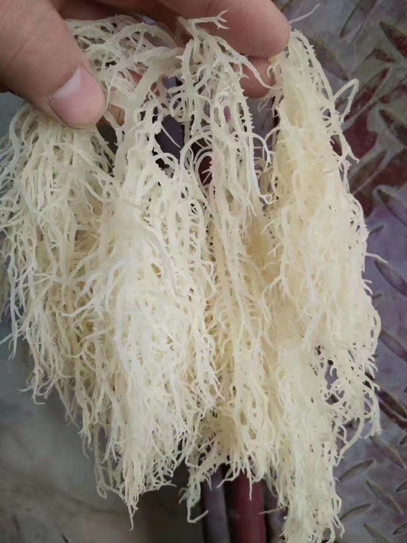 龙须菜，中细条，供货稳定厂家直销质量稳定长期合作