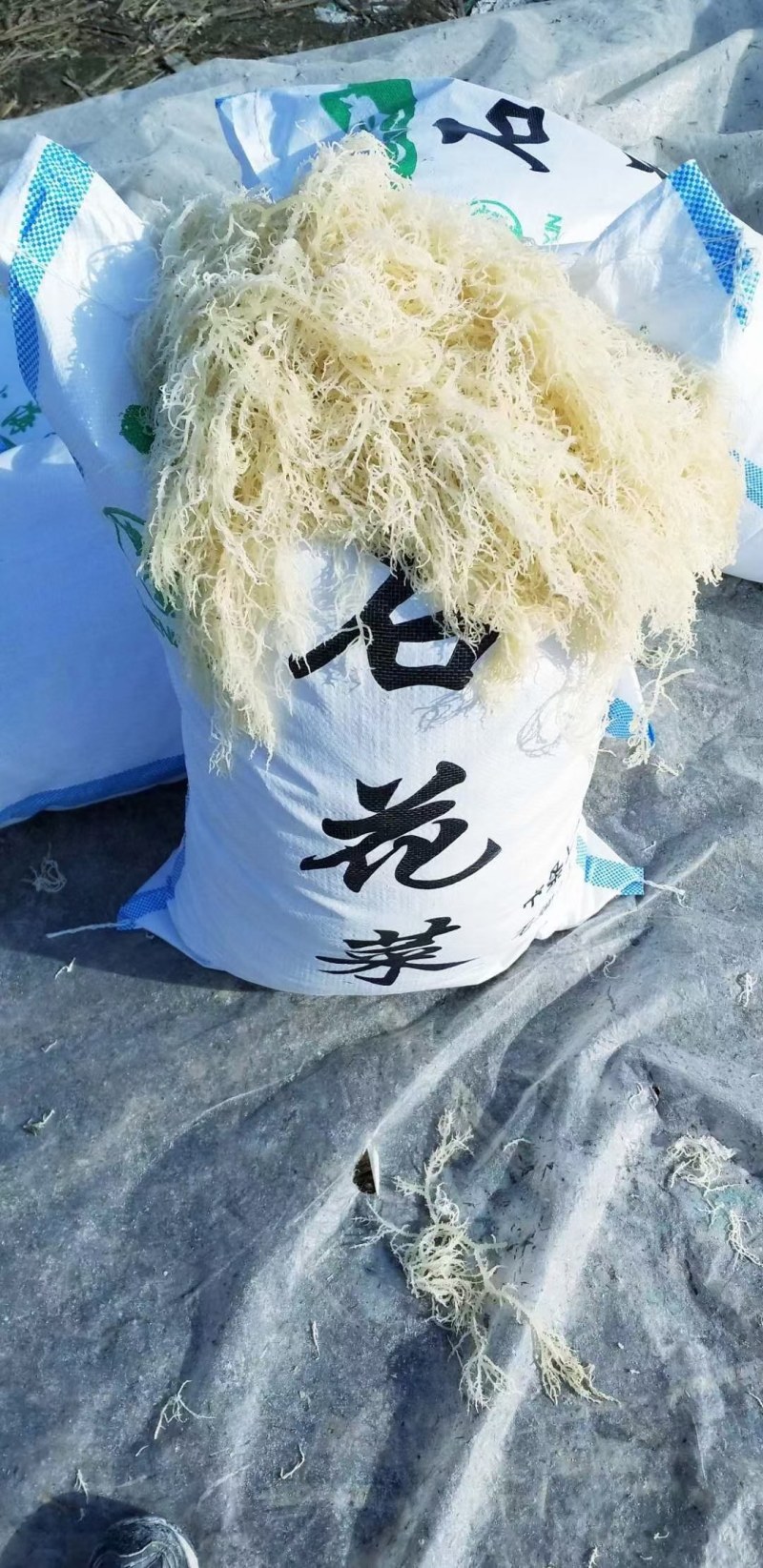 龙须菜，中细条，供货稳定厂家直销质量稳定长期合作