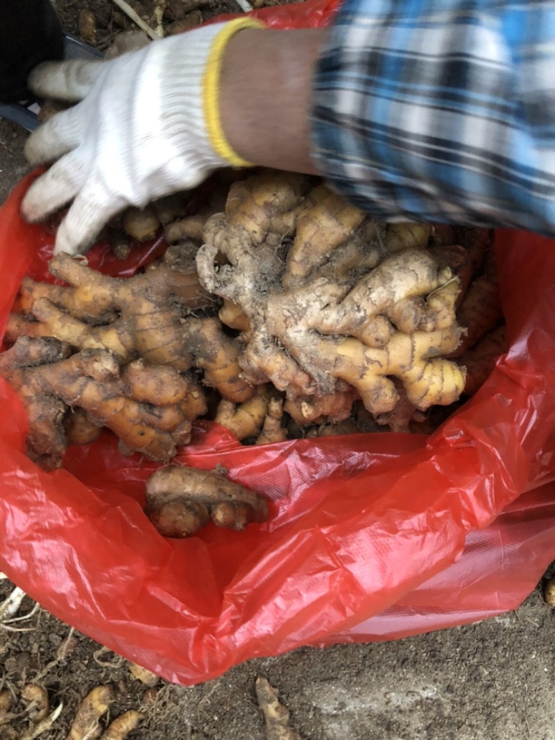自家种植的老品种小黄姜