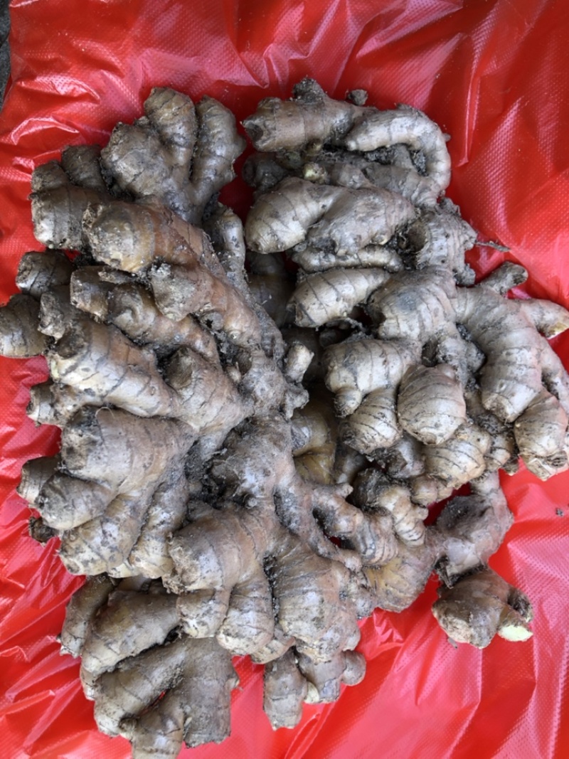 自家种植的老品种小黄姜